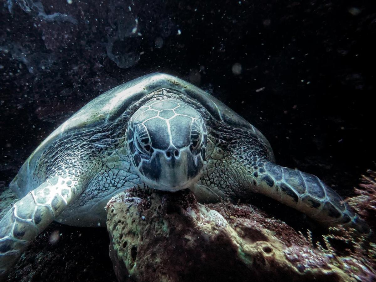 3Will Bunaken Dive Resort Экстерьер фото